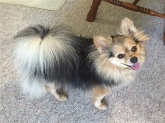 tri-color-pomeranian 